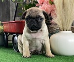 Small #1 Pug