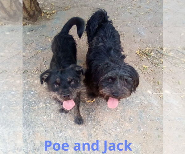 Medium Photo #2 Poodle (Miniature)-Unknown Mix Puppy For Sale in Apple Valley, CA, USA