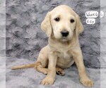 Puppy 4 Labradoodle