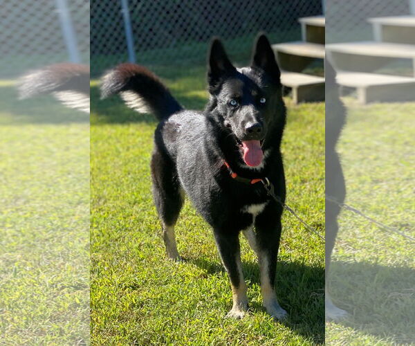 Medium Photo #4 - Mix Puppy For Sale in Virginia Beach, VA, USA