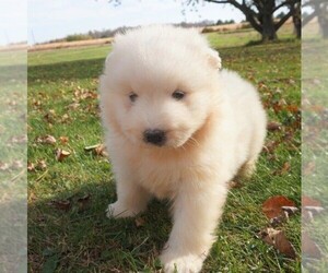 Samoyed Puppy for sale in THORP, WI, USA