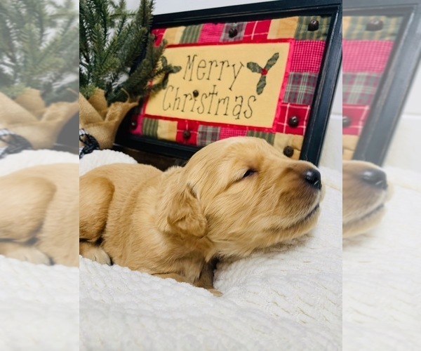 Medium Photo #1 Golden Retriever Puppy For Sale in FRENCHTOWN, MT, USA