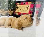 Small Photo #1 Golden Retriever Puppy For Sale in FRENCHTOWN, MT, USA