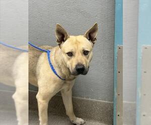 Akita-Unknown Mix Dogs for adoption in Las Vegas, NV, USA