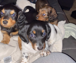 Dachshund Puppy for sale in FLUSHING, NY, USA