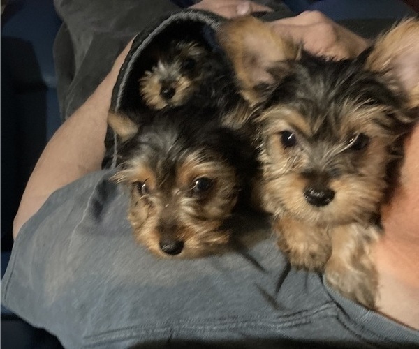 Medium Photo #20 Yorkshire Terrier Puppy For Sale in SAINT LOUIS, MO, USA