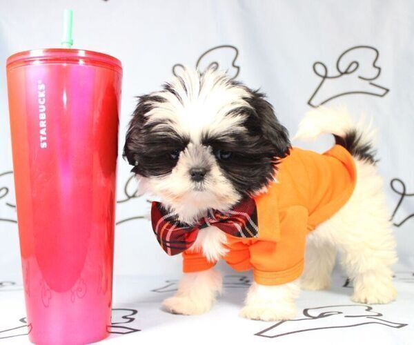 Medium Photo #14 Shih Tzu Puppy For Sale in LAS VEGAS, NV, USA