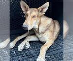 Small German Shepherd Dog Mix