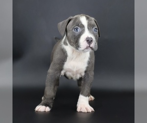 American Bully Puppy for sale in CHAMPAIGN, IL, USA
