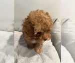Small Photo #7 Poodle (Toy)-ShihPoo Mix Puppy For Sale in FARMINGTON, MI, USA