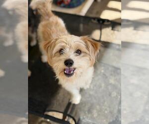 Cairn Terrier Dogs for adoption in Santa Maria, CA, USA