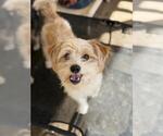 Small Cairn Terrier