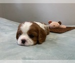 Small Photo #13 Cavalier King Charles Spaniel Puppy For Sale in MIAMI, FL, USA