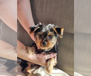 Yorkshire Terrier Puppy for Sale in BAKERSFIELD, California USA