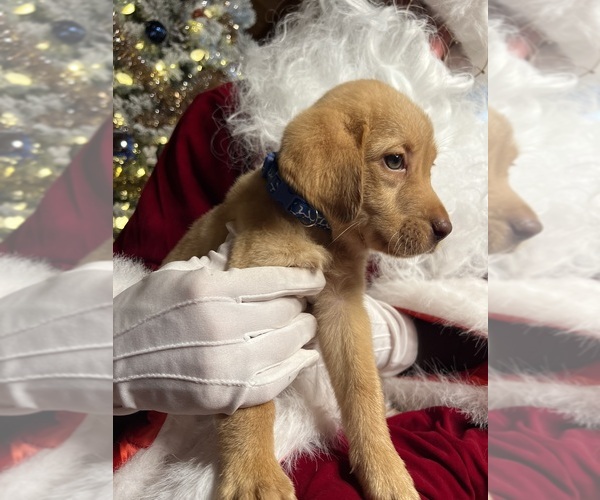 Medium Photo #4 Labrador Retriever Puppy For Sale in NEOLA, WV, USA