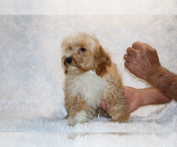 Medium Photo #10 Cockapoo (Miniature) Puppy For Sale in DYERSBURG, TN, USA