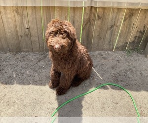 Goldendoodle Puppy for sale in FORT WALTON BEACH, FL, USA