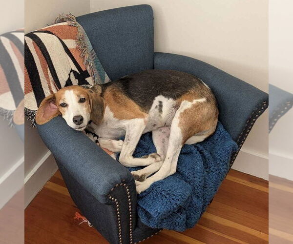 Medium Photo #7 Treeing Walker Coonhound-Unknown Mix Puppy For Sale in Boston, MA, USA