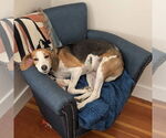 Small #6 Treeing Walker Coonhound Mix