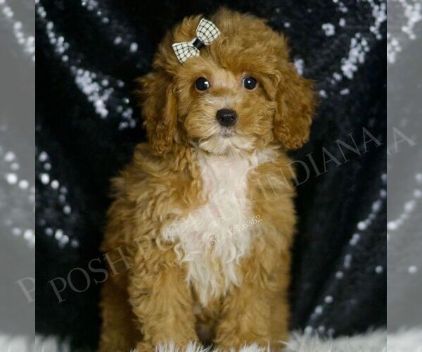 Medium Photo #5 Poodle (Toy) Puppy For Sale in WARSAW, IN, USA