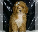 Small #4 Poodle (Toy)