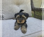 Small #28 Yorkshire Terrier