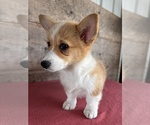 Small #10 Pembroke Welsh Corgi