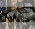 Small Photo #21 Cane Corso Puppy For Sale in JACKSON, GA, USA