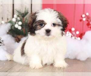 Zuchon Puppy for sale in MOUNT VERNON, OH, USA