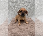 Small Photo #9 Chiweenie-Jack Russell Terrier Mix Puppy For Sale in SAINT AUGUSTINE, FL, USA