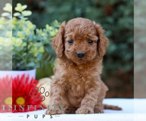 Cavapoo Puppy for sale in EAST EARL, PA, USA