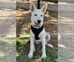 Small #10 German Shepherd Dog Mix
