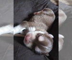 Small Photo #6 Siberian Husky Puppy For Sale in CANDOR, NY, USA