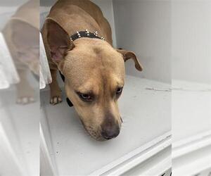 Mutt Dogs for adoption in Houston, TX, USA