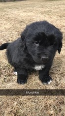Newfoundland Puppy for sale in CHILI, WI, USA