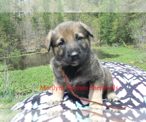German Shepherd Dog Puppy for Sale in PIEDMONT, Missouri USA