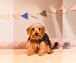 Small Photo #4 Mutt Puppy For Sale in Brooklyn Center, MN, USA