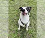Small American Pit Bull Terrier Mix