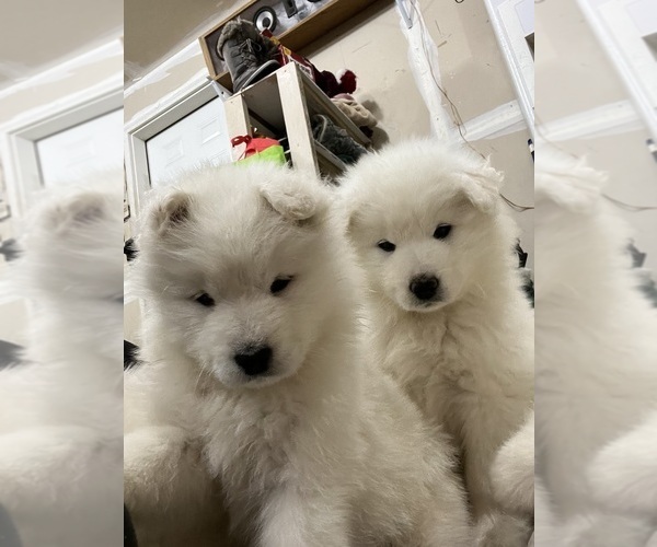 Medium Photo #7 Samoyed Puppy For Sale in LITTLE FALLS, MN, USA