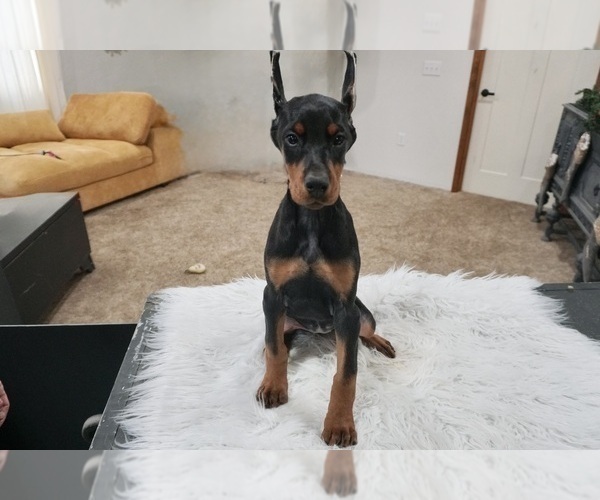 Medium Photo #77 Doberman Pinscher Puppy For Sale in WARSAW, IN, USA