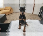 Small #11 Doberman Pinscher