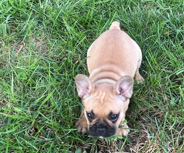 Medium Photo #12 French Bulldog Puppy For Sale in TOPEKA, KS, USA