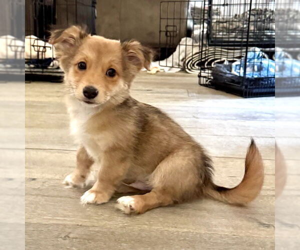 Medium Photo #4 Dorgi Puppy For Sale in San Juan Capistrano, CA, USA
