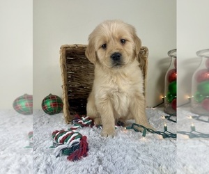Golden Retriever Puppy for sale in GREENFIELD, IN, USA