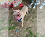 Small #4 American Staffordshire Terrier Mix