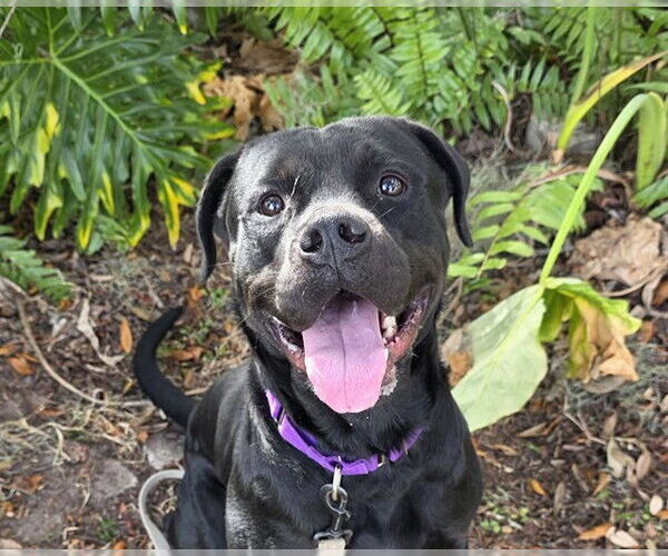 Medium Photo #2 Rottweiler-Unknown Mix Puppy For Sale in Ocala, FL, USA