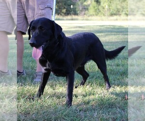 Labrador Retriever Dogs for adoption in CHANUTE, KS, USA