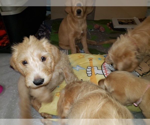 Medium Photo #11 Labradoodle Puppy For Sale in WASHOUGAL, WA, USA