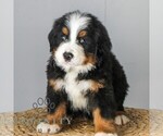Small #3 Bernese Mountain Dog