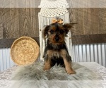 Sharla - Female Yorkshire Terrier Puppy for Sale - Photo #2